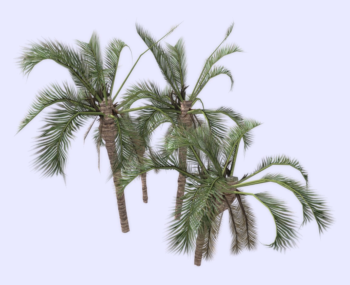 5 Groups of Palm Trees